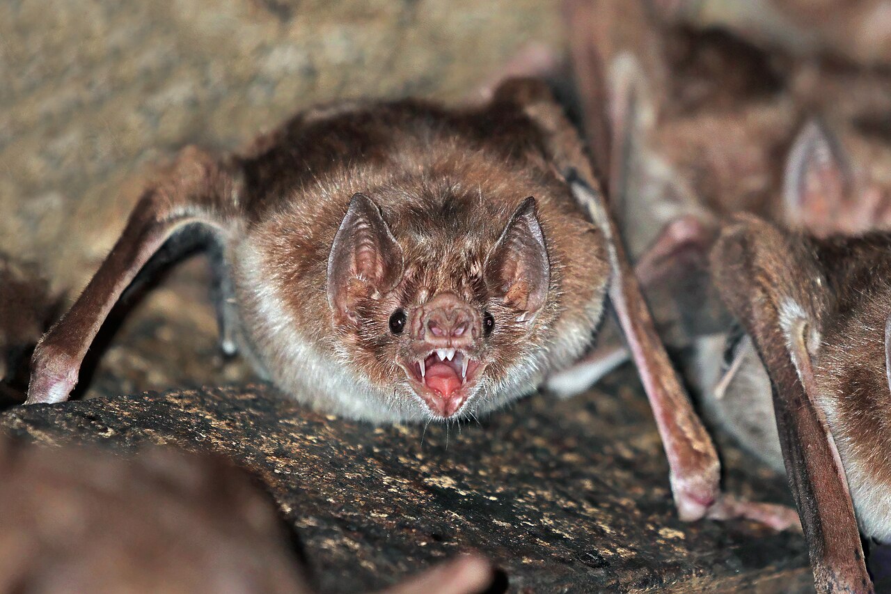 Morcego-vampiro ataca homem na Ilha Grande e caso vira alvo de estudo científico da UERJ